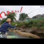 八王子市 北浅川で小物釣り。釣りぶら史上最大サイズの〇〇が釣れました！！