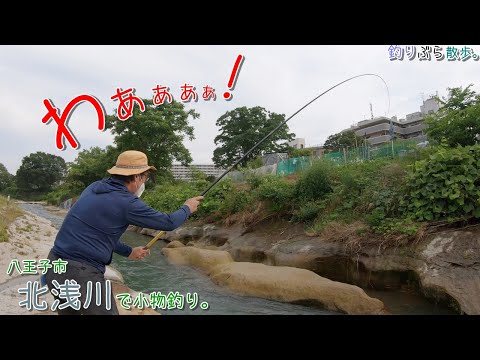 八王子市 北浅川で小物釣り。釣りぶら史上最大サイズの〇〇が釣れました！！