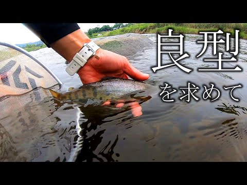 【東北渓流釣り】本流ヤマメ良型を求めて5月最後の釣り