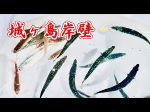城ヶ島岸壁　水中映像あり　初心者　ファミリー　おススメ　数釣り楽しめます　く゜３彡