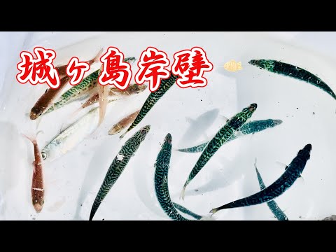 城ヶ島岸壁　水中映像あり　初心者　ファミリー　おススメ　数釣り楽しめます　く゜３彡