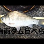 へらぶな釣り　梅雨入りのダム湖　巨べら街道　梅雨入りのドカ雨後の釣りを紹介します。　この時期の一発狙いは機動力！楽しいですが、中々当たりません！の巻！