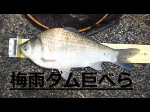 へらぶな釣り 梅雨入りのダム湖 巨べら街道 梅雨入りのドカ雨後の釣りを紹介します。 この時期の一発狙いは機動力!楽しいですが、中々当たりません!の巻!