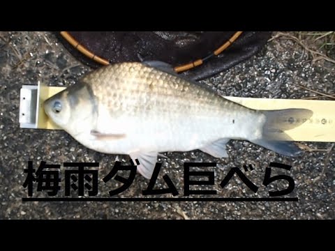 へらぶな釣り　梅雨入りのダム湖　巨べら街道　梅雨入りのドカ雨後の釣りを紹介します。　この時期の一発狙いは機動力！楽しいですが、中々当たりません！の巻！