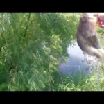 茨城県　野池バス釣り　釣りキチ三平の祖父一平の言葉…「竿ってやつは所詮は手の延長にすぎん。竿の良し悪しはその竿を持つ人の腕の善し悪しによって　きまる」