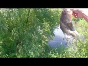 茨城県　野池バス釣り　釣りキチ三平の祖父一平の言葉…「竿ってやつは所詮は手の延長にすぎん。竿の良し悪しはその竿を持つ人の腕の善し悪しによって　きまる」