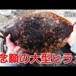 ※釣行シーン無し！投げサビキに魚が掛かって巻いてたらいきなり大物が食ってきた!釣りを始めて4年、ついに念願のヒラメが、座布団サイズか?!