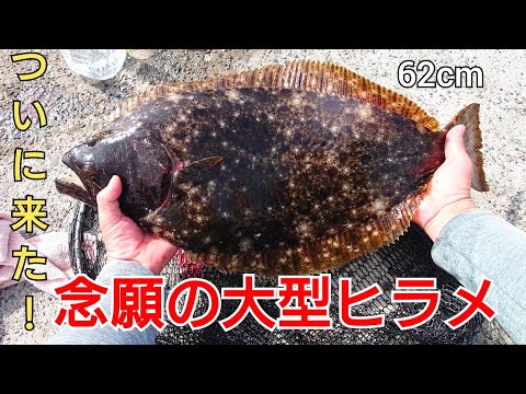 ※釣行シーン無し！投げサビキに魚が掛かって巻いてたらいきなり大物が食ってきた!釣りを始めて4年、ついに念願のヒラメが、座布団サイズか?!
