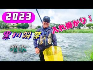 2023 鮎釣り 黒川鮎釣り解禁 入れ掛かり！