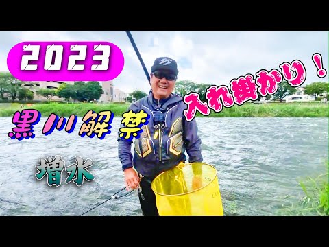 2023 鮎釣り 黒川鮎釣り解禁 入れ掛かり！