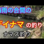 梅雨の合間のデイナマ釣り ナマズ釣り