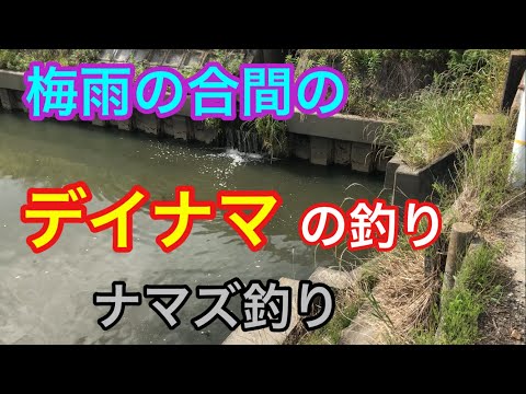 梅雨の合間のデイナマ釣り ナマズ釣り