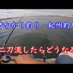 堤防かかり釣りと紀州釣りどっちが釣れるか選手権【チヌ釣り】
