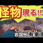 【岩国市　有家港】大物釣り！