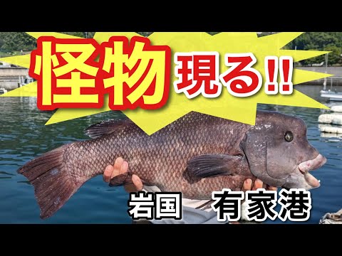 【岩国市　有家港】大物釣り！