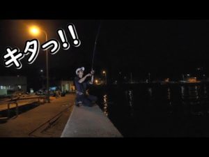 投げ釣りの合間にエギングしてみた