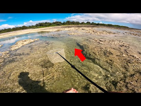 黒鯛の群れを浅瀬に追い込んでみると…