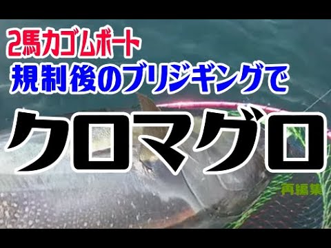 【北海道釣り】【クロマグロ】規制後のブリジギングでクロマグロバトル