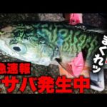 【速報】アジュール舞子で巨大なサバが釣れています！釣具屋の店員が釣り方を徹底解説・大サバシーズン開幕！！！