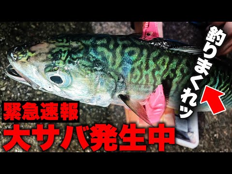 【速報】アジュール舞子で巨大なサバが釣れています!釣具屋の店員が釣り方を徹底解説・大サバシーズン開幕!!!