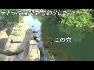 この穴にミミズを落としたら凄かった