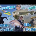 【釣り時季】貴重な1本!in遠賀川＆本命マダイをGETのSLJin長崎