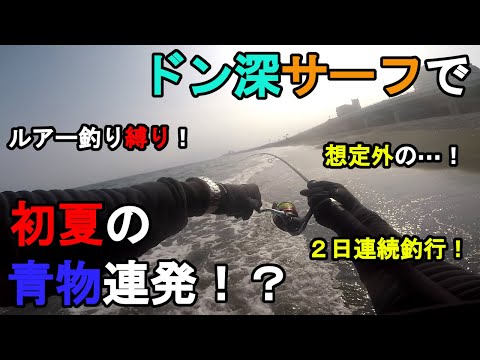 【神奈川県某所】ドン深サーフで初夏の青物連発!?梅雨入りした関東地方の相模湾に面している潮流が速く水深のある砂浜の釣り場で、ジグサビキと弓角のルアー釣りで2日間釣りしてみたら…!【2023年6月下旬】