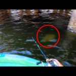 キス釣り中にまさかの大物を釣り上げたので初めて食ってみます！