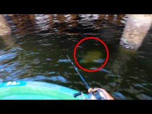 キス釣り中にまさかの大物を釣り上げたので初めて食ってみます!