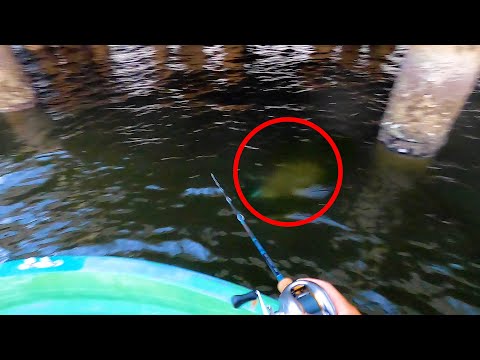 キス釣り中にまさかの大物を釣り上げたので初めて食ってみます！