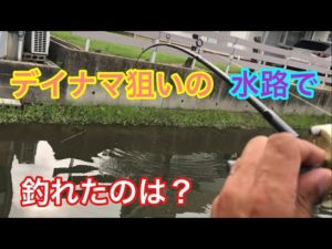 デイナマ狙いの水路で釣れたのは？ナマズ釣り