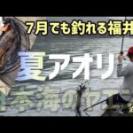 【福井の夏アオリ！！】ヤエン釣り【ヤエン好調！】福井県　泊の筏