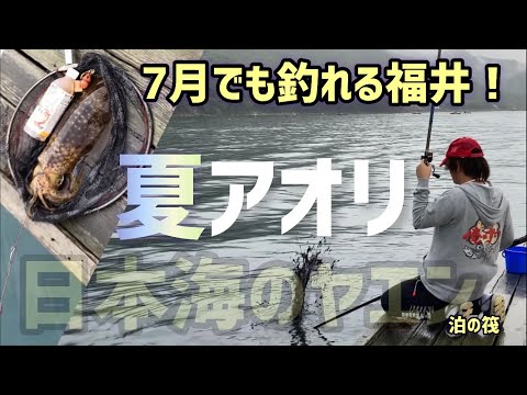【福井の夏アオリ！！】ヤエン釣り【ヤエン好調！】福井県　泊の筏