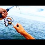 真昼間に怪物釣れた。