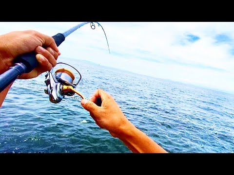 真昼間に怪物釣れた。