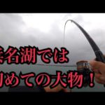 浜名湖で泳がせ釣りしたらまさかの大物が…