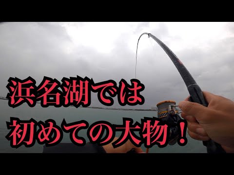 浜名湖で泳がせ釣りしたらまさかの大物が…