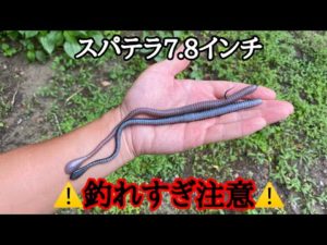 このロングワームのとある使い方が釣れすぎます、ヤバいです。