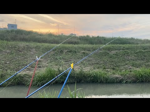 【うなぎ釣り】初夏の小川でうなぎ釣り　Eel fishing of June