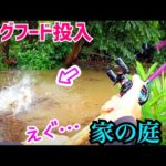 大雨…水面に浮く枯葉にドッグフードを落とすとエグいのが…【自宅庭フィッシング】