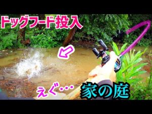 大雨…水面に浮く枯葉にドッグフードを落とすとエグいのが…【自宅庭フィッシング】