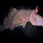 幻の魚来たああああああ！！！！