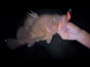 幻の魚来たああああああ！！！！