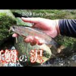 【釣り】ニジマスの渓 再調査😃順調に育ってる模様