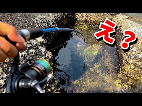 【穴釣り】エサ代0円。とんでもない化け物が釣れました