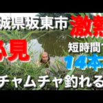 【茨城バス釣りポイント】八坂水生公園の池はバスの巣窟だった！短時間で14本！40アップも！【バス釣りポイント】