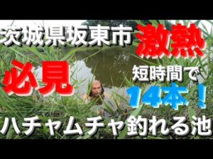 【茨城バス釣りポイント】八坂水生公園の池はバスの巣窟だった!短時間で14本!40アップも!【バス釣りポイント】