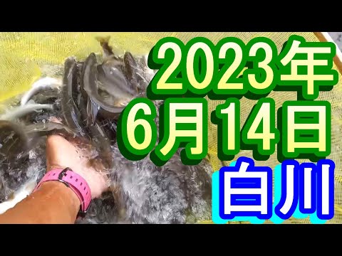 鮎釣り20㎝高引水 高橋上下 宮代橋 白川 2023年