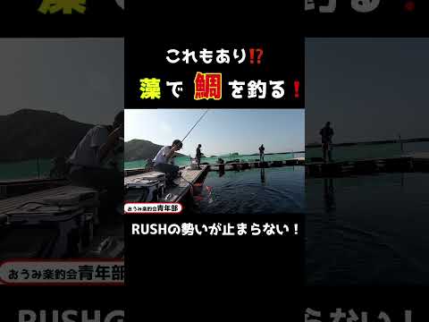 【釣り・海上釣堀】これってあり？藻で鯛を釣る！