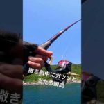 撒き餌中にヒットする瞬間！ #チヌ #ふかせ釣り #フカセ釣り #釣り #磯 #グレ #fishing #タイ#磯釣り#ヒットシーン